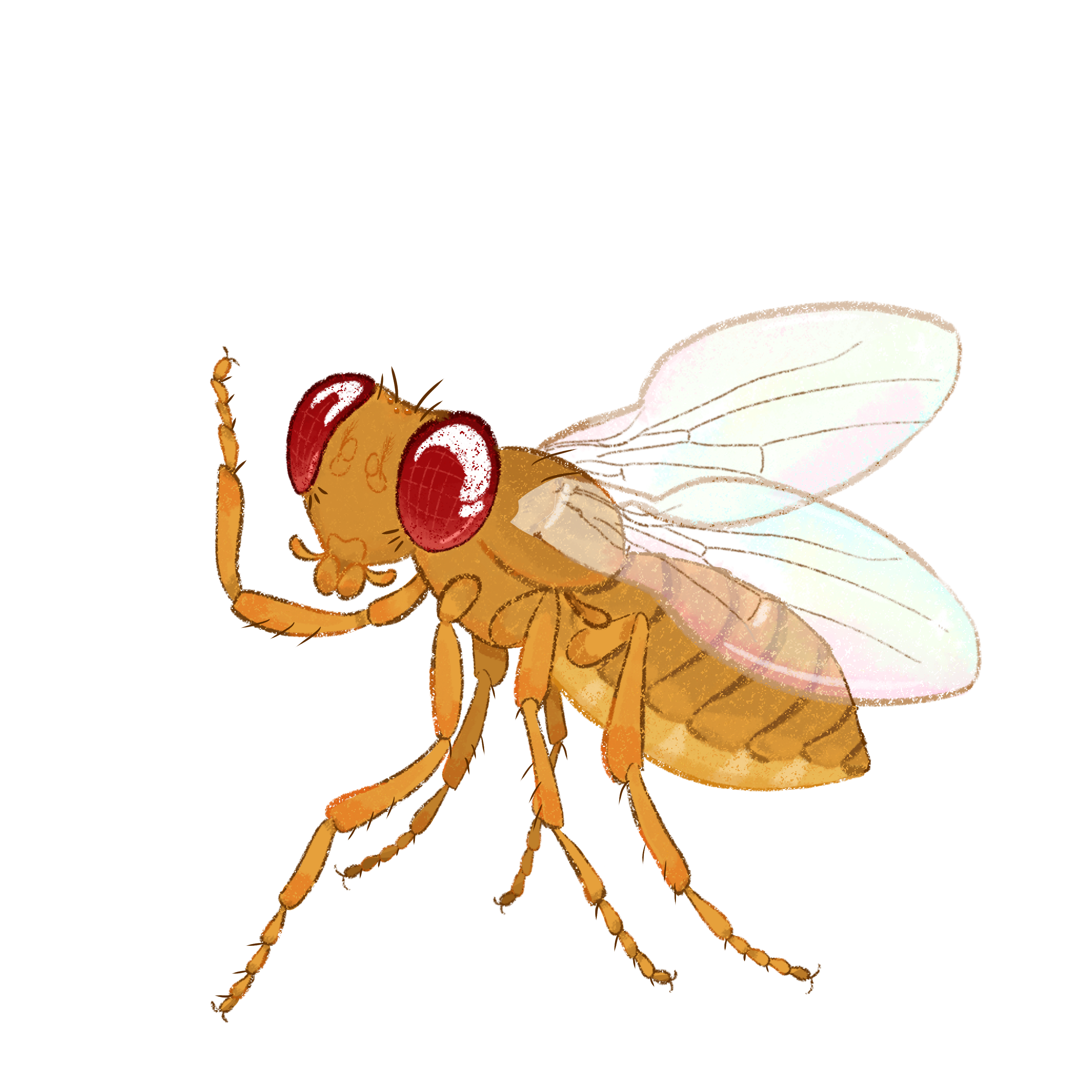 Drosie the fruit fly mascot
